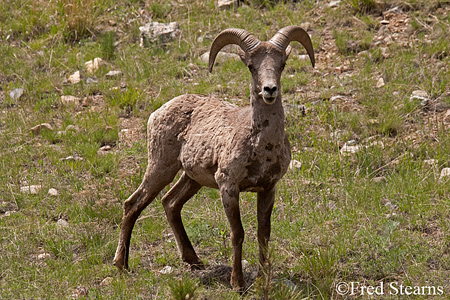 Mount Evans Big Horn Sheep Ewe